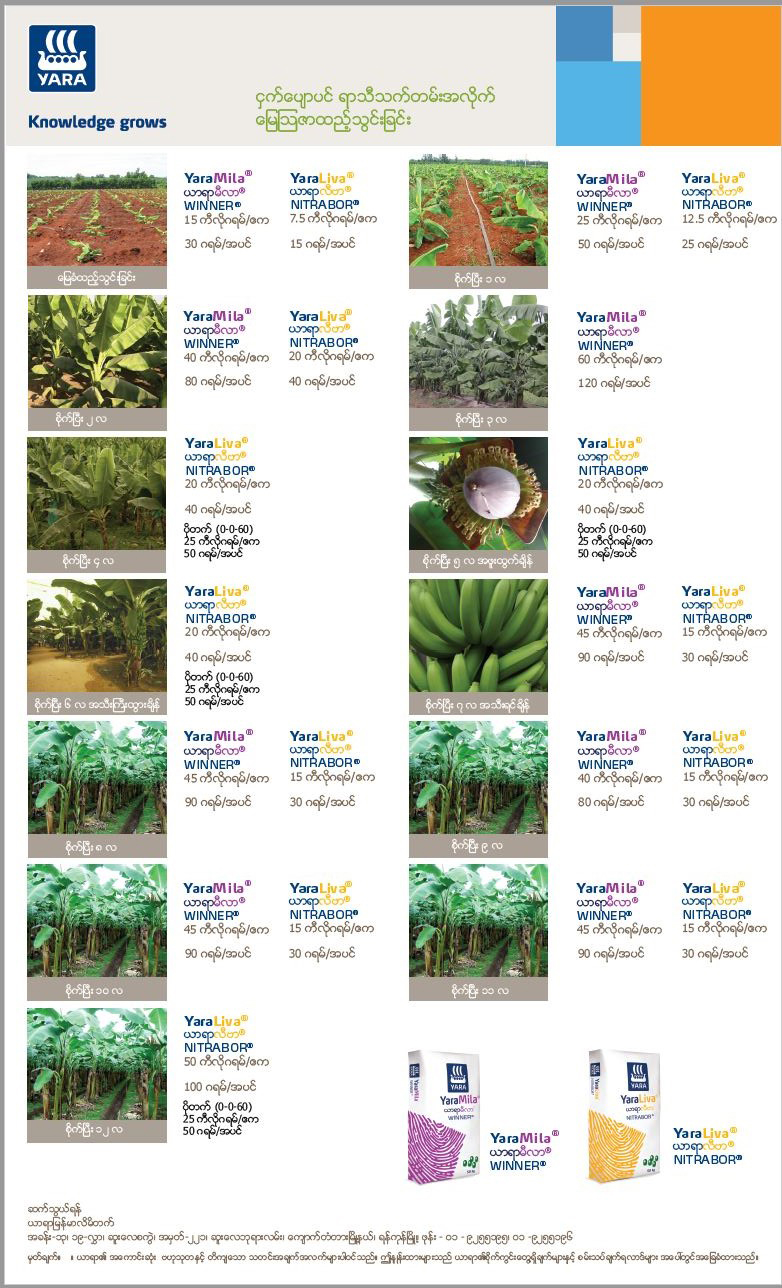 Banana fertilizer program
